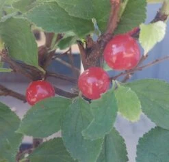 Nankingkirsche `Orient´ Prunus Tomentosa Orient -Frucht Wald Geschaft Nankingkirsche Frucht