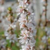 Nankingkirsche `Orient´ Prunus Tomentosa Orient 2 Nankingkirsche `Orient´ Prunus Tomentosa Orient -Frucht Wald Geschaft Nankingkirsche Orient