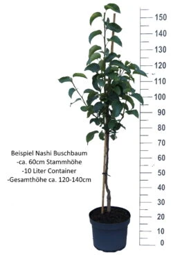 Benita®, Kreuzung Aus Birne Und Nashi Pyrus Pyrifolia `Benita´ -Frucht Wald Geschaft Nashi Buschbaum weisshw6ycKYy0Hm9H