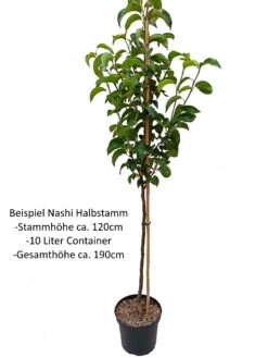 Nashi Hakko Pyrus Pyrifolia `Hakko´ 11 Nashi Hakko Pyrus Pyrifolia `Hakko´ -Frucht Wald Geschaft Nashi Halbstamm1iUDEnOD6ZHV9R