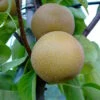 Nashi Hakko Pyrus Pyrifolia `Hakko´ -Frucht Wald Geschaft Nashi Hosui
