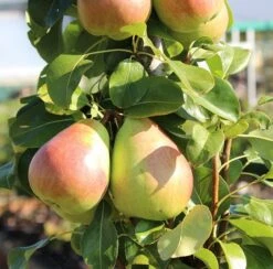 Säulenbirne `Obelisk®´ Pyrus Communis `Obelisk®´