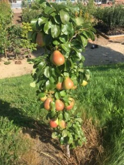 Säulenbirne `Obelisk®´ Pyrus Communis `Obelisk®´ 8 Säulenbirne `Obelisk®´ Pyrus Communis `Obelisk®´ -Frucht Wald Geschaft Obeslisk2