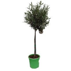 Olivenbaum - Stämmchen Olea Europaea -Frucht Wald Geschaft Olivenbaum 1