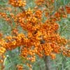 Sanddorn Orange Energy Hippophae Rhamnoides `Orange Energy´ -Frucht Wald Geschaft Orange Energy 2