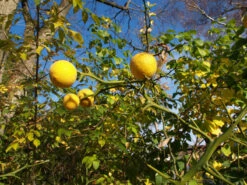 Dreiblättrige Orange Poncirus Trifoliata -Frucht Wald Geschaft PONCIRUS trifoliata