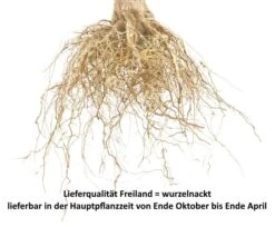 Wangenheims Frühzwetsche Prunus Domestica `Wangenheim´s Frühzwetsche´ -Frucht Wald Geschaft Pflaume Beispiel wurzelnacktqF5OQIsBE8LEC