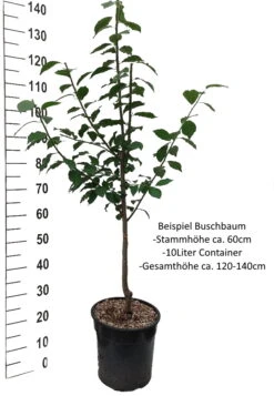 Mirabelle Von Nancy Prunus Domestica Subsp. Syriaca `Nancymirabelle´ -Frucht Wald Geschaft Pflaume Buschbaum Beispiel Neu WeissCSm9gTxLOoMto