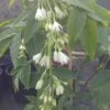 Rispen-Pimpernuss Staphylea Pinnata -Frucht Wald Geschaft Pimpernuss Bl te