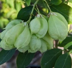 Rispen-Pimpernuss Staphylea Pinnata -Frucht Wald Geschaft Pimpernuss Frucht