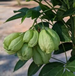 Rispen-Pimpernuss Staphylea Pinnata -Frucht Wald Geschaft Pimpernuss Frucht1