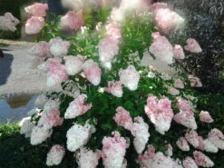 Rispenhortensie `Vanille-Fraise´ Hydrangea Paniculata `Vanille Fraise´ -Frucht Wald Geschaft Pinky Winkie Hortensie5936a36f54caf