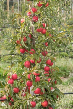 Pinova ® Malus Domestica 11 Pinova ® Malus Domestica -Frucht Wald Geschaft Pinova am Baum
