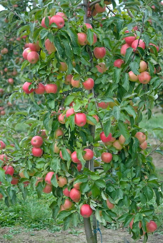 Pinova ® Malus Domestica 5 Pinova ® Malus Domestica – Bild 3