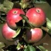 Säulenapfel `Pompink Ⓢ´ Malus Domestica `Pompink Ⓢ´ 1 Säulenapfel `Pompink Ⓢ´ Malus Domestica `Pompink Ⓢ´ -Frucht Wald Geschaft Pompink