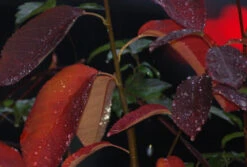 Prince William-Großfruchtige Felsenbirne Amelanchier `Prince William´ 11 Prince William-Großfruchtige Felsenbirne Amelanchier `Prince William´ -Frucht Wald Geschaft Prince William Kordes Jungpflanzen1