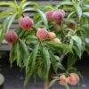 Zwergpfirsich `Bonanza´ Prunus Persica 2 Zwergpfirsich `Bonanza´ Prunus Persica -Frucht Wald Geschaft Prunus persica Bonanza 1S1B7039