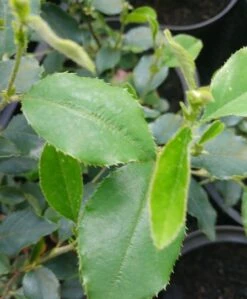 Chinesische Quitte / Holzquitte Pseudocydonia Sinensis -Frucht Wald Geschaft Pseudonya sinensis chinesische Quitte