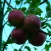 Purpurroter Cousinot Malus Domestica -Frucht Wald Geschaft Purpurroter Cusinot