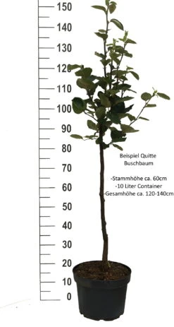 Bereczki Birnenquitte Cydonia Oblonga `Bereczki´ -Frucht Wald Geschaft Quitte Beispiel buschbaum weissPkqQs1wHc4ffm