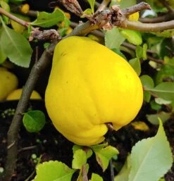 Chinesische Quitte / Holzquitte Pseudocydonia Sinensis -Frucht Wald Geschaft Quitte Holzquitte