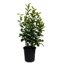 Säulen-Felsenbirne `Rainbow Pillar´® Amelanchier Canadensis `Rainbow Pillar´ -Frucht Wald Geschaft Rainbow Pillar