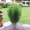 Säulen-Felsenbirne `Rainbow Pillar´® Amelanchier Canadensis `Rainbow Pillar´ 1 Säulen-Felsenbirne `Rainbow Pillar´® Amelanchier Canadensis `Rainbow Pillar´ -Frucht Wald Geschaft Rainbow Pillar Kordes Jungpflanzen