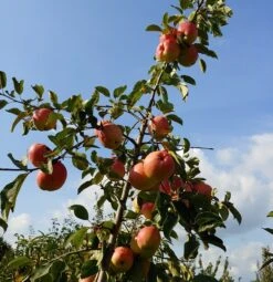 Rebella ® Malus Domestica -Frucht Wald Geschaft Rebella 1
