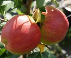 Rebella ® Malus Domestica -Frucht Wald Geschaft RebellaJzAGDJsc1LAKH