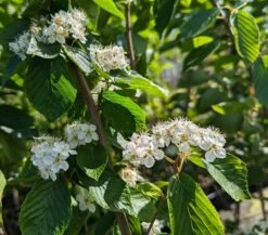 Erlenblättrige Eberesche `Red Bird´ Sorbus Alnifolia `Red Bird´ 9 Erlenblättrige Eberesche `Red Bird´ Sorbus Alnifolia `Red Bird´ -Frucht Wald Geschaft Red Bird 1