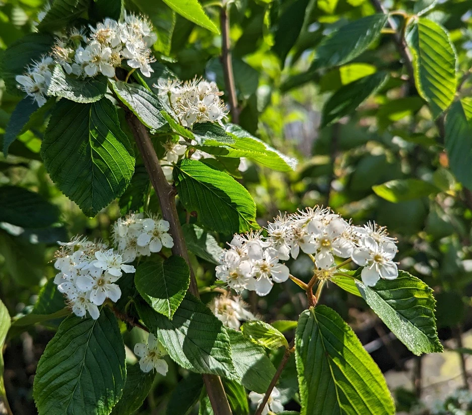 Erlenblättrige Eberesche `Red Bird´ Sorbus Alnifolia `Red Bird´ 6 Erlenblättrige Eberesche `Red Bird´ Sorbus Alnifolia `Red Bird´ – Bild 4