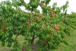 Pfirsich Red Haven Prunus Persica `Red Haven´ 12 Pfirsich Red Haven Prunus Persica `Red Haven´ -Frucht Wald Geschaft Red HAven Baum