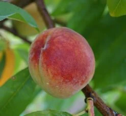 Pfirsich Red Haven Prunus Persica `Red Haven´ 13 Pfirsich Red Haven Prunus Persica `Red Haven´ -Frucht Wald Geschaft Red Haven