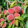 Pfirsich Red Haven Prunus Persica `Red Haven´ -Frucht Wald Geschaft Red Haven am Baum