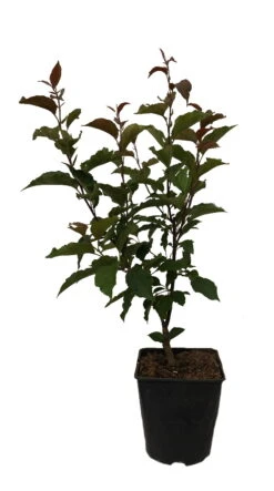 Säulenzierapfel "Red Obelisk" Malus `Red Obelisk´ -Frucht Wald Geschaft Red Obelisk12