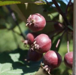 Säulenzierapfel "Red Obelisk" Malus `Red Obelisk´ -Frucht Wald Geschaft Red Obelisk5b3b7e7a79821