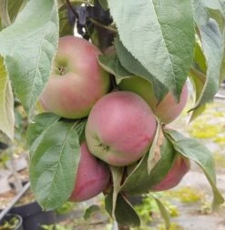 Säulenapfel `Red River´ Malus Domestica `Red River´ -Frucht Wald Geschaft Red River