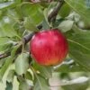 Reglindis ® Malus Domestica `Reglindis´ 2 Reglindis ® Malus Domestica `Reglindis´ -Frucht Wald Geschaft ReglindisQAqIaLlre5f6L