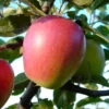 Retina ® Malus Domestica -Frucht Wald Geschaft Retina 2