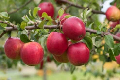 Rewena ® Malus Domestica -Frucht Wald Geschaft Rewena 2