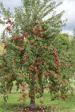Rewena ® Malus Domestica -Frucht Wald Geschaft Rewena