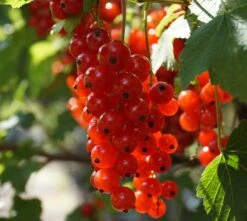 Rolan Ribes Rubrum `Rolan´ -Frucht Wald Geschaft Rolan Rote Johannisbeere