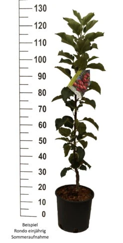 Säulenapfel `Rondo´ Malus Domestica `Rondo´ 14 Säulenapfel `Rondo´ Malus Domestica `Rondo´ -Frucht Wald Geschaft Rondo einj hrig weiss