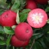 Rosette® Malus Domestica -Frucht Wald Geschaft Rosette