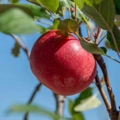 Rosette® Malus Domestica -Frucht Wald Geschaft Rosette 2