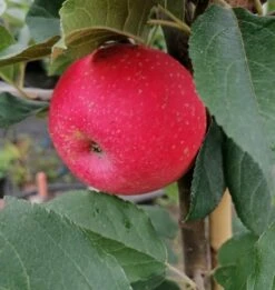 Rosette® Malus Domestica -Frucht Wald Geschaft Rosette2