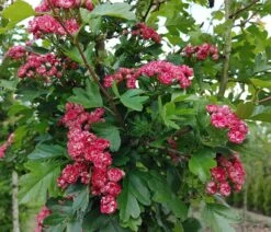Rotdorn `Pauls Scarlet´ Crataegus Laevigata `Pauls Scarlet´ -Frucht Wald Geschaft Rotdorn
