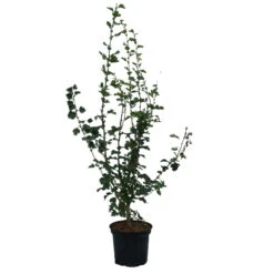 Rotdorn `Pauls Scarlet´ Crataegus Laevigata `Pauls Scarlet´ -Frucht Wald Geschaft Rotdorn Pauls Scarlet