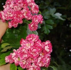 Rotdorn `Pauls Scarlet´ Crataegus Laevigata `Pauls Scarlet´ -Frucht Wald Geschaft Rotdorn bl te