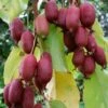 Bayernkiwi `Ken´s Red´ (rote Frucht) Actinidia Arguta `Ken´s Red´ -Frucht Wald Geschaft Rote Bayernkiwi Actinidia arguta5c178cf748456